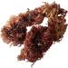 Red Sea Moss Dried Seaweed Salad Seaweed 200g - Buy Online on GoSupps.com