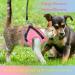 Adjustable Reflective Cat Harness and Leash Set - Escape Proof Kitten Puppy Vest for Walking - Breathable Safety Jacket XS - Pink - Buy Online on GoSupps.com