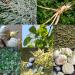SpeedyVite Liver & Gallbladder Cleanse (120 Veg caps) - Milk Thistle, Dandelion Root & More - Buy Online on GoSupps.com