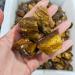 Natural Quartz Crystal Natural Tiger Eye Gravel Rough Stone Raw Stone Specimen Irregular Crystal Home Decor Home Office Decor ningxiao (Size : 500g) - Buy Online on GoSupps.com