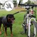 180 Bicycle Dog Holder | Upgraded Hands-Free Running Leash for 2 Dogs | Ideal for Cycling Walking & Training - Buy Online on GoSupps.com
