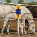 Generic Cattle Scratch Brush - Cow Brush for Itching Relief | Perfect for Cattle Horses Sheep & Pigs - Yellow - Buy Online on GoSupps.com