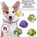 DEWEL 2PCS Adjustable Waterproof Tick Collar for Dogs & Cats - 63.5cm Flea Prevention - Buy Online on GoSupps.com