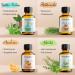 Premium Woodfjord Sauna Infusion Set - 4 Organic Fragrances & Oils for Authentic Sauna Experience - 100ml Bio Aktiv Sauna Air Test Set - Buy Online on GoSupps.com