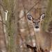 Deer Urine Wick White Hunting Scent - Buck & Doe Attractant - Absorbing Wick for Whitetail Deer - 30 Pack - Buy Online on GoSupps.com