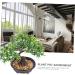 Zerodeko 2pcs Welcome Pine Flower Pot Houseplants Live Indoor Home Desk Fake Bonsai Desk Top Decor Interior Decor Simulation Green Plants Simulation Tree Office Plastic Flower Household - Buy Online on GoSupps.com