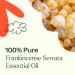 Plant Therapy Frankincense Serrata Essential Oil 100% Pure Undiluted Natural Aromatherapy Therapeutic Grade 30 mL (1 oz) - Buy Online on GoSupps.com