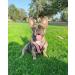 Gooby Comfort X Head in Harness - No Pull Small Dog Harness | Patented Choke-Free X Frame | Medium Chest (14.25-18.75) Pink - Buy Online on GoSupps.com