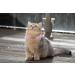 WDPAWS Heart Bling Pink Cat Collar - Adjustable Safety Belt and Bell - Ideal for Kitten Cats 8-11 inches - Buy Online on GoSupps.com