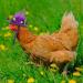 6-Piece Chicken Hats for Hens - Funny Mini Hat with Adjustable Strap - Fresh Color Classic Style - Buy Online on GoSupps.com