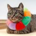 Apricitie 2 Skinkrause Cat Collar - Adjustable Anti-Bite Cone for Cats & Small Dogs | Post-Surgery Injury Relief - Buy Online on GoSupps.com