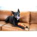 Outward Hound Squeaker Ballz - XS Dog Fetch Toy - 4-Pack for Fun Fetch Play | International Shipping Available - Buy Online on GoSupps.com