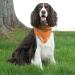 Insect Shield Repellant Dog Bandana | Flea, Tick, & Mosquito Protection | Orange, 1 Count, 19x19 - Buy Online on GoSupps.com