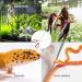 38cm Black Stainless Steel Aquarium Food Tweezers - Rust-Resistant & Perfect for Feeding Reptiles Plants & Spiders - Buy Online on GoSupps.com