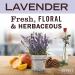 Mrs. Meyer's Lavender Hand Lotion - Non-Greasy Moisturizer for Dry Hands, 12 oz - Buy Online on GoSupps.com