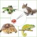 Vodolo Snake Feeding Tongs 15 Inch Reptile Feeding Tongs Extra Long Large Tweezers for Corn Ball Python Accessories Bearded Dragon Reptile Tank Accessories Terrarium Supplies - Buy Online on GoSupps.com