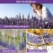 16 Bags 100% Natural Dried Flowers Herbs Kit for DIY Soap and Candle Making - Rose, Lavender, Jasmine, Rosebuds - 160g Total - Buy Online on GoSupps.com