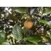 Mandoi Organic Nutmeg - 12 Whole Pieces from Sri Lanka | Premium Quality Nutmeg - Buy Online on GoSupps.com