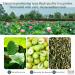Lotus Seed Core Tea for Man Lian Zi Xin Tea Liver and Kidney Care Tea Dried Lotus Plumule Lotus Embryo Tea Liver Care Tea Men's Conditioning Tea (3 Pcs) - Buy Online on GoSupps.com