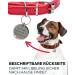Engraved Personalized Dog Collar Trailer - Paws & Peewees | Custom Name Symbol & Phone Number Badge - 28mm Silver Gloss - Buy Online on GoSupps.com