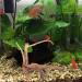 POPETPOP Aquarium Driftwood Branches- 3pcs Aquarium Driftwood for Reptiles Freshwater Terrarium Decor Reptile Tank Accessories Spiderwood for Aquarium - Buy Online on GoSupps.com