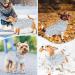 Slowton Dog Sweater for Small Dogs - Turtleneck Pullover Knitted Winter Clothing for Dachshund & Chihuahua - Light Blue - Buy Online on GoSupps.com