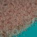Himalayan Bath Salts by Lavology - 5kg Pack - All Natural Ingredients - Detoxify, Cleanse, Purify - Buy Online on GoSupps.com
