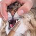 12 Pieces Pet Finger Toothbrush Soft Silicone Pet Finger Toothbrush Food Safety Tooth Cleaner Dog Cat Dental Brushes Kit for Dogs Cats Pets Dental Care(Transparent Color) - Buy Online on GoSupps.com