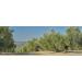 Extra Virgin Olive Oil La Chinata 500 ml - Buy Online on GoSupps.com