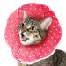 SunGrow Cat Cone Collar Soft, Stop Licking E Collar for Recovery, Post Surgery Stress Relieving with Adjustable Strap Enclosures 9" - 10.5" Neck Size, Pink