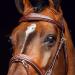 HORZE Horse Bridle Sion - English Noseband & Reins for Thoroughbred - Brown Color - International Shipping Available - Buy Online on GoSupps.com