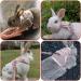 Adjustable Rabbit Leash Set - 2 Breathable Harnesses for Rabbits Hamsters & Cats - Soft & Comfortable - Available in Pink & Gray - Buy Online on GoSupps.com