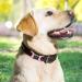 Yhananti Personalized Dog Tag - Engraved Quiet Silicone Pet ID with Name Phone & Address - Pink & Silver for Dogs Cats & Puppies - Fits 16mm Collars - Buy Online on GoSupps.com