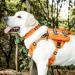 Oneigris Large Feed Bag for Dogs - 2 Pack Reflective Training Bags for Tactical Harness & Walking Orange - Buy Online on GoSupps.com