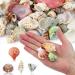 Weoxpr 200pcs Assorted Sea Shells for Fish Tank, Home Decor, Beach Theme Party, Candle Making, Wedding Decor - Natural Ocean Beach Seashells in Various Sizes for DIY Crafts - Buy Online on GoSupps.com