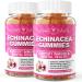 EnvyCure Immune Support Gummies for Adult Kid with Black Elderberry Vitamin C Zinc Echinacea & Turmeric Extract - Vegan Immunity Booster Chewable Sambucus Gummy Antioxidant Herbal Supplement 120 Count