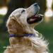 Collardirect Handmade Softly Padded Round Leather Dog Collar | Adjustable for Small & Large Pets | Durable Stylish Available in Black Pink Red Purple Blue (30-35 cm) - Buy Online on GoSupps.com