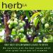 HerbLk Dried Mango Leaves Herbal Tea 25+ Leaves (15g / 0.5 Oz) Hoja De Mango Entera No Additives No Caffeine Vegan Non GMO Organic 100% Natural Delicious from Sri Lanka - Buy Online on GoSupps.com