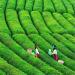 150g d'arri re-go t sans fin th vert Longjing parfum th Longjing chinois th chinois naturel - Buy Online on GoSupps.com