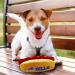 NFL Buffalo Bills Plush Dog & Cat Squeak Toy | Stadium Peanuts Snack Plush Toy with Team Logo | Inner Squeaker for Dogs & Cats - Buy Online on GoSupps.com