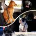 Corooci Dog Seatbelt 2 Pack Adjustable Pet Car Seat Belts Elastic Bungee Safety Belt Dog Harness Safety Leads Vehicle Traveling Leash for Dogs Cats in Car Trip Daily Use - Buy Online on GoSupps.com