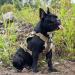 Oneigris Dog Harness - Fire Watcher Tactical Dishes No-Pull D-Ring 1000D Nylon XS Multicolored | International Shipping Available - Buy Online on GoSupps.com