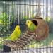Niteangel Natural Bird Nests Coconut Hideaway with Ladder Bird and Small Animal Toy (House with Ladder Natural Surface) House with Ladder Natural Surface - Buy Online on GoSupps.com