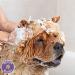 Buddy Wash Dog Shampoo & Conditioner with Botanical Extracts - Aloe Vera, Green Tea & Bergamot | 16 fl oz - Buy Online on GoSupps.com
