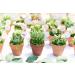 Shop Succulents | Assorted Collection of 20 Live Mini Succulent Plants | Hand Selected Variety Pack - B Standard Box - Buy Online on GoSupps.com