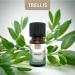 Trellis Rosemary Essential Oil 10ml - 100% Pure Aromatherapy Oil for Diffusers | Vegan & Cruelty-Free | Ethically Sourced from Spain | Bottled in the UK (1 Pack) - Buy Online on GoSupps.com