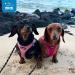 Best Pet Supplies Voyager Mesh Harness & Leash Combo XS/S (Chest 14.5-16) Fuchsia - Reflective Leash, Neoprene Handle - All Weather Harness for Small, Medium, Large Breed Puppies - Red - Buy Online on GoSupps.com