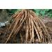 neotea Organic Shatavari Root Powder | Asparagus Racemosus | Ayurvedic Herb for Women's Health | Rejuvenating Tonic | Value Pack | 100% Pure & Natural | No Additives (100 GM(3.52 OZ)) - Buy Online on GoSupps.com