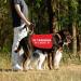 Buy HOLLP Training Dog Jacket Vest - Medium Safety Vest for Dog Walking & Training - Comfortable & Durable - Buy Online on GoSupps.com