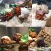 Hermit Crab Shells Set - 17PCS of 9 Types, Medium to Small Growth Turbo Seashells 0.6-1.6 Inch, Various Opening Sizes, Natural - Buy Online on GoSupps.com